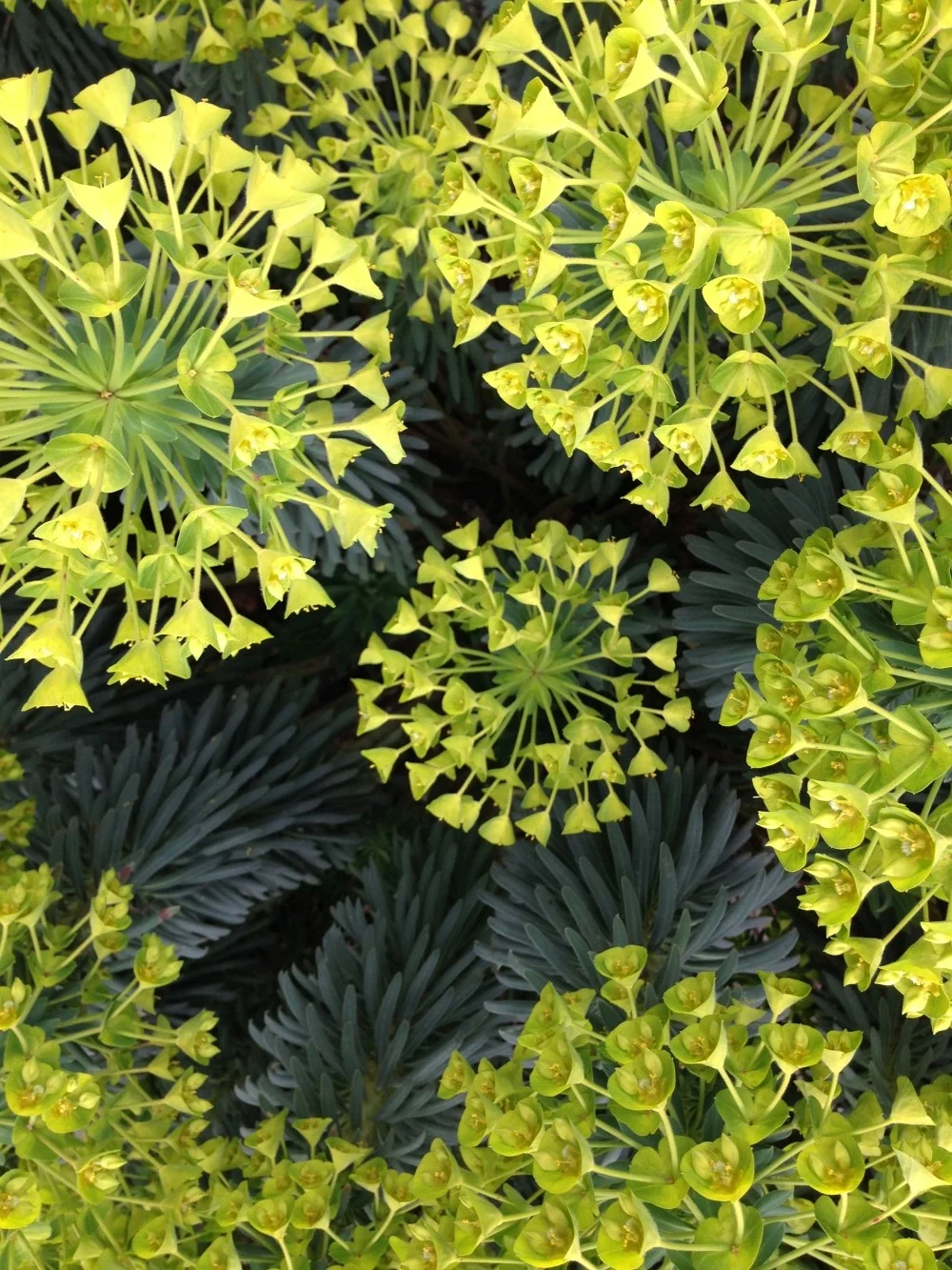 Euphorbia - Alice Becker Euphorbia - Alice Becker