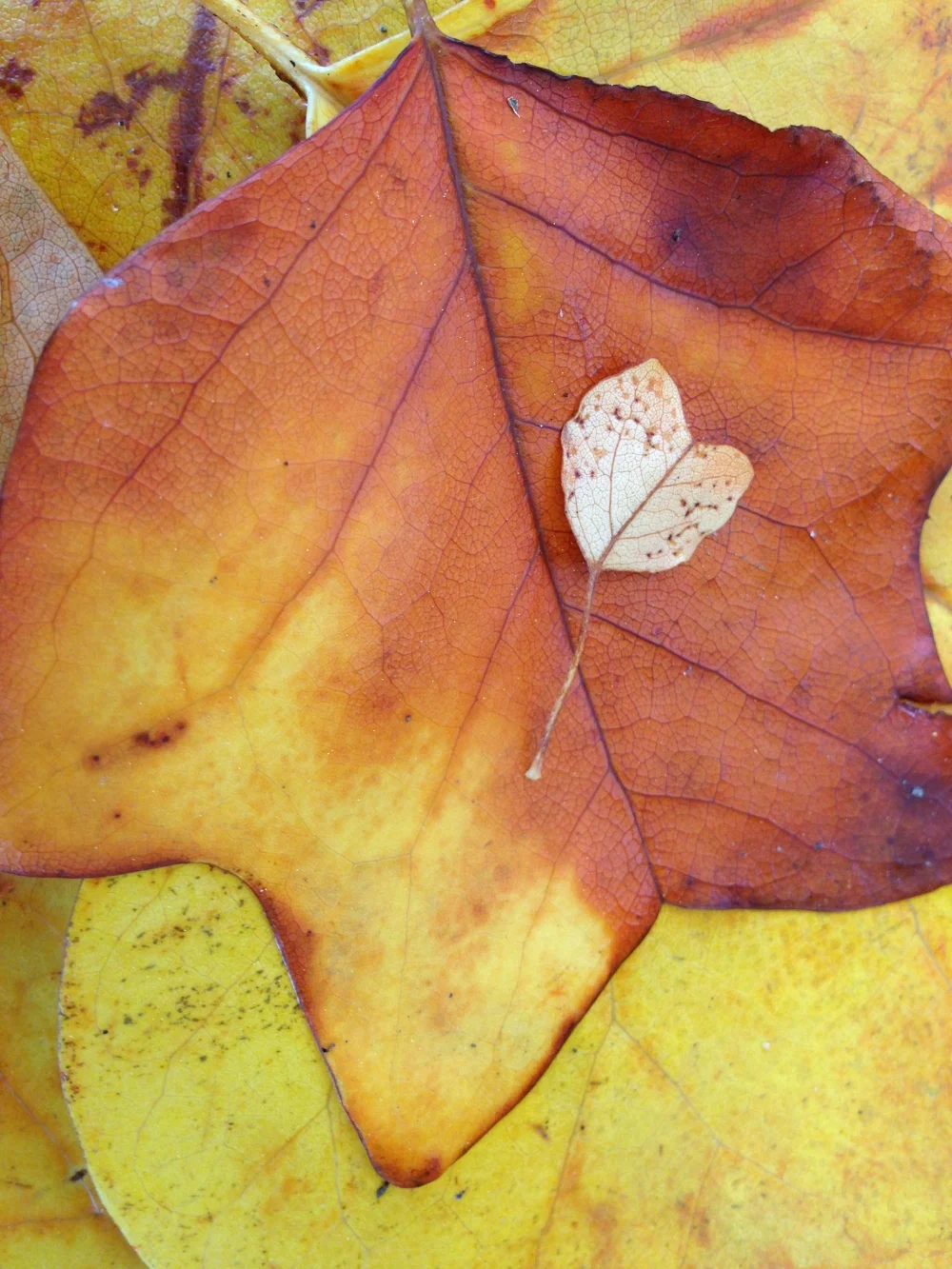 Autumn Ground Cover 1 - Alice Becker Autumn Ground Cover 1 - Alice Becker