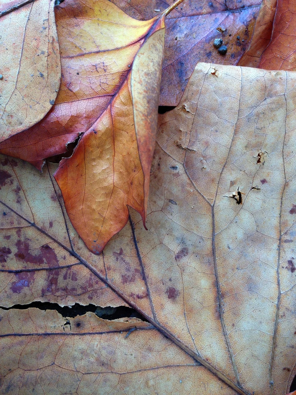 Autumn Ground Cover 2 - Alice Becker Autumn Ground Cover 2 - Alice Becker