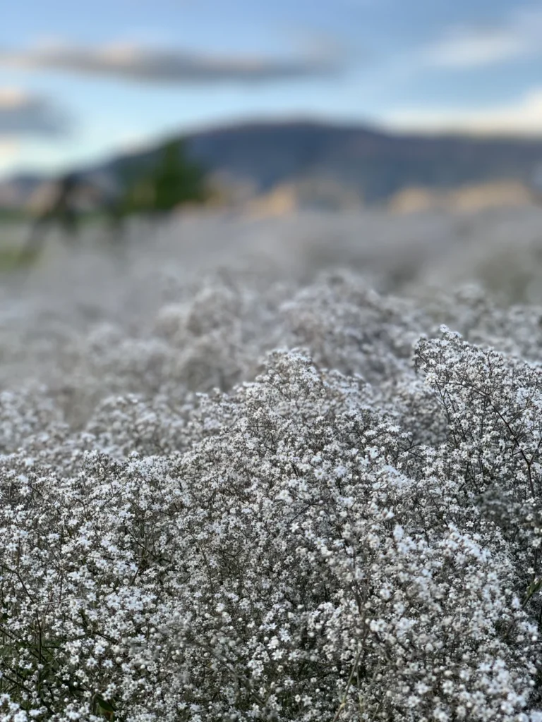 All The Babies' Breath