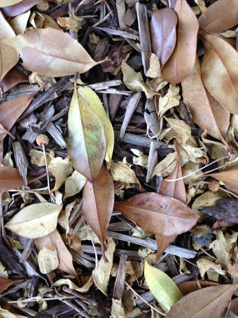 Ground Cover 3