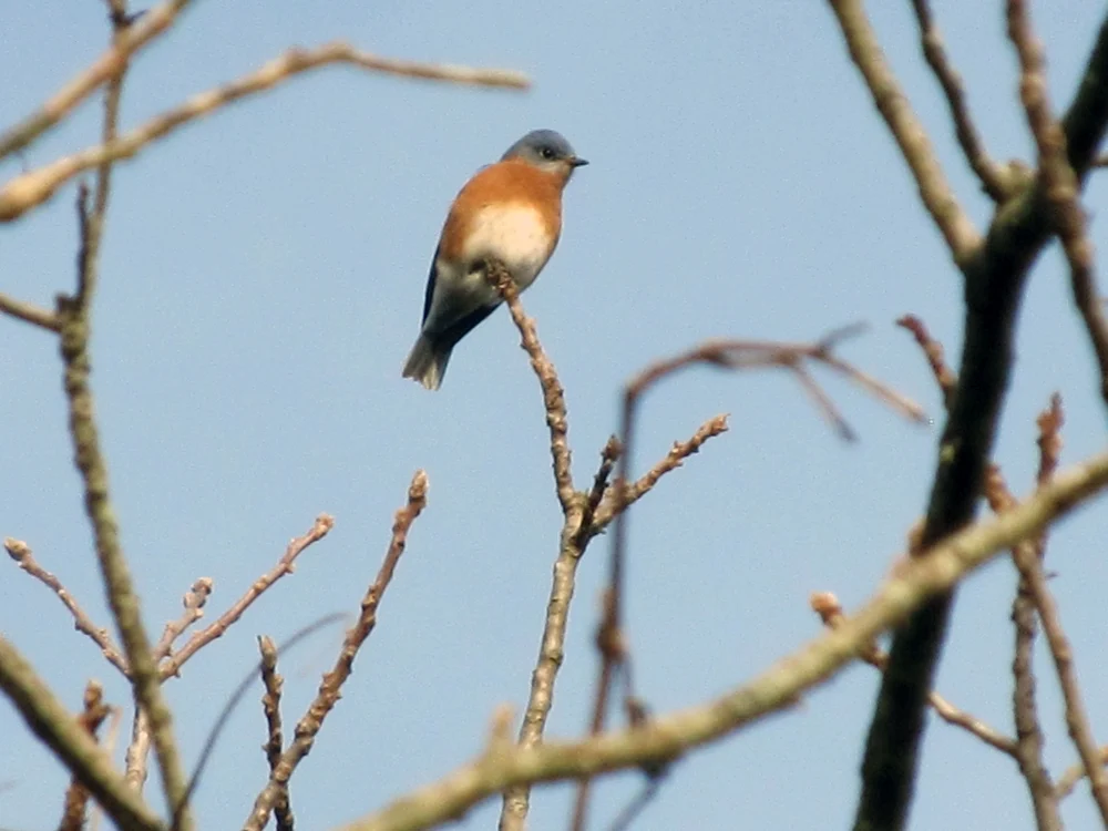 Bluebird