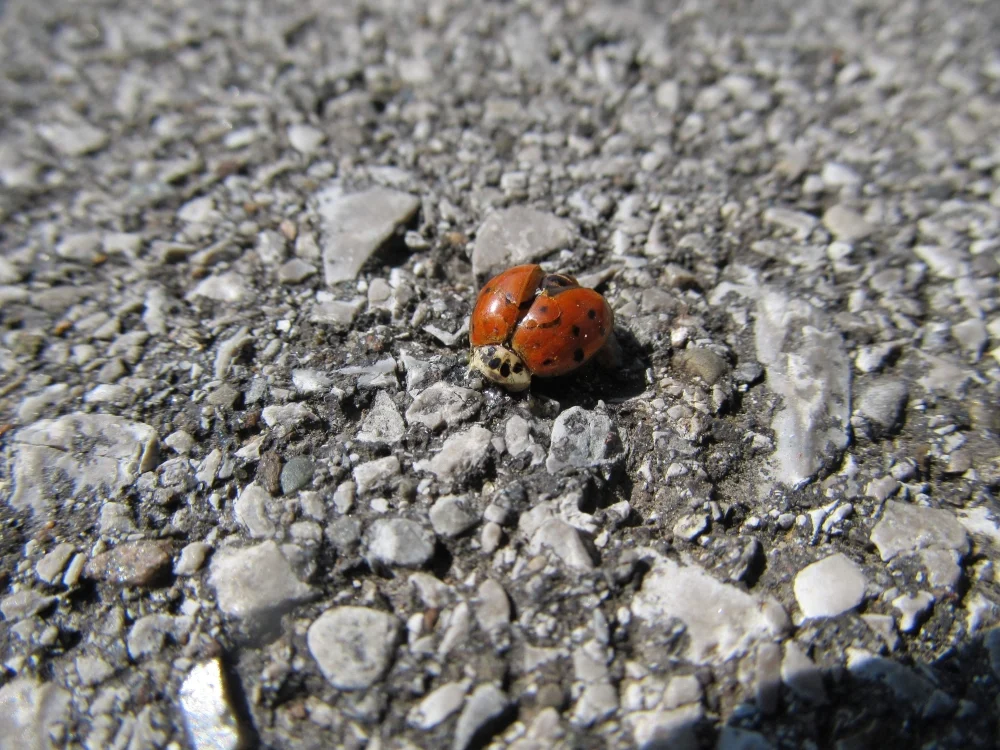 Ladybug