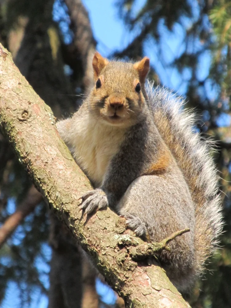 Squirrel
